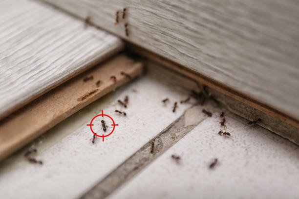 Best Mosquito Control Services  in Morgan Hill, CA